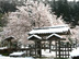Snow on Cherry Blossom